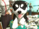 Play on Dog Simulator: Puppy Craft